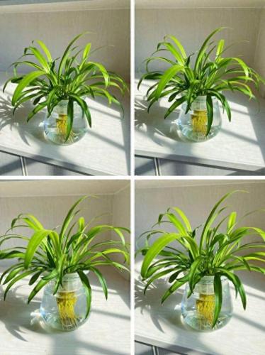 水培植物批发排名前十(高档的水培植物)插图12