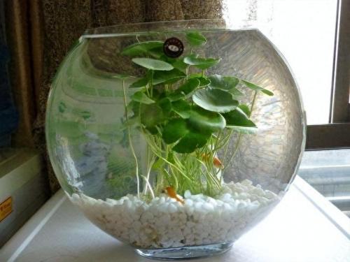 水培植物批发排名前十(高档的水培植物)插图8