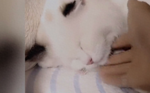 世界十大猫妈妈品牌排行榜(母猫十大品牌排行榜)