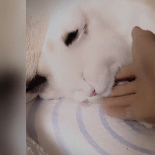 世界十大猫妈妈品牌排行榜(母猫十大品牌排行榜)插图