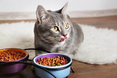 十大口味猫粮品牌排行榜(湿猫粮品牌排行榜)插图