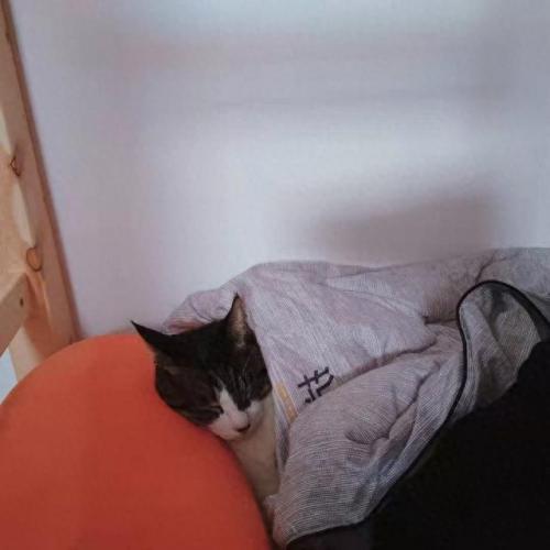 十大猫咪漱口水排行榜(猫咪漱口水排名前十名)插图2