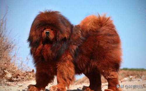 十大最猛的犬种排行榜(最高大的犬种排名)插图29