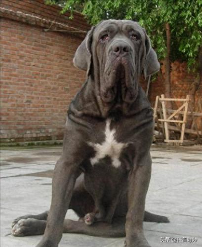 十大最猛的犬种排行榜(最高大的犬种排名)插图12