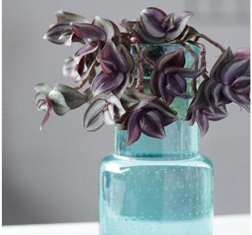 水培植物批发排名前十(高档的水培植物)插图17