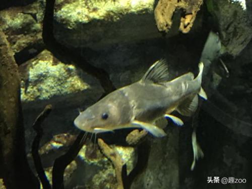 淡水鱼十大排行榜(十大高端淡水鱼)插图11