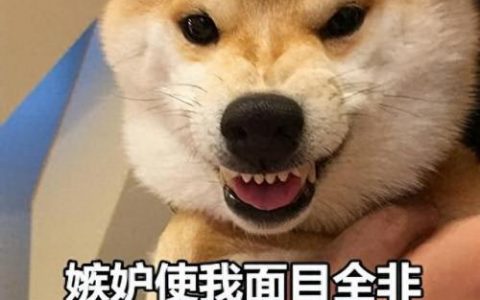 最新世界十大聪明犬排行榜(最聪明的大型犬排行)