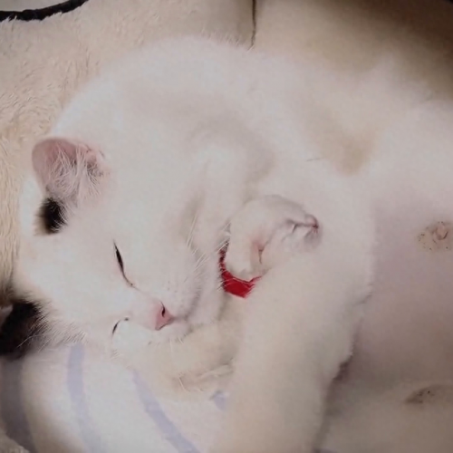 世界十大猫妈妈品牌排行榜(母猫十大品牌排行榜)插图1