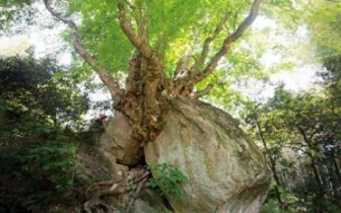 湖北风景树品种排名前十(湖北有名枣树品种)