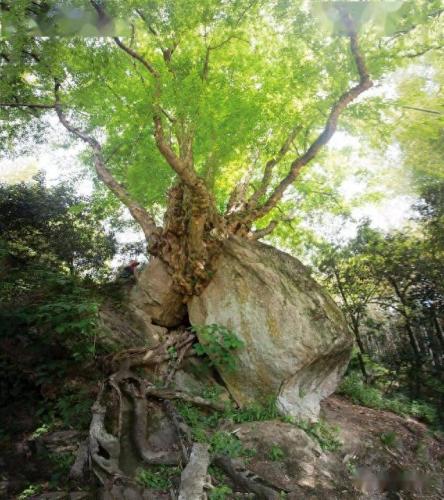 湖北风景树品种排名前十(湖北有名枣树品种)插图