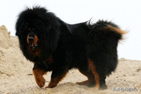 十大最猛的犬种排行榜(最高大的犬种排名)插图24