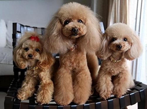 最新世界十大聪明犬排行榜(最聪明的大型犬排行)插图2