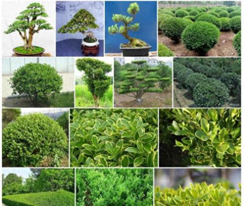 国家植物新品种排名前十(全国植物新品种排名)插图6