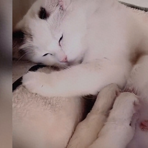 世界十大猫妈妈品牌排行榜(母猫十大品牌排行榜)插图2