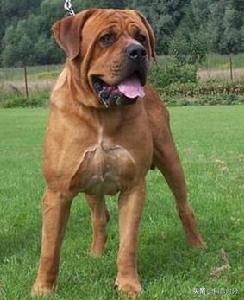 十大最猛的犬种排行榜(最高大的犬种排名)插图22