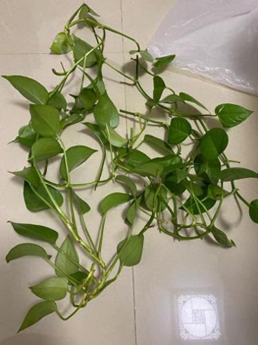 水培植物批发排名前十(高档的水培植物)插图4