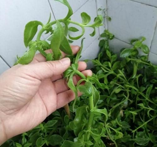 水培植物批发排名前十(高档的水培植物)插图22