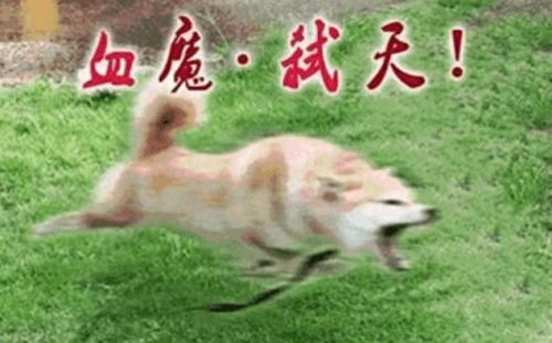 帝血弑天85史诗武器那件好(帝血弑天最适合的武器)插图