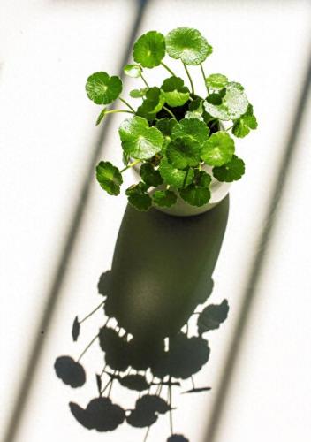 水培植物批发排名前十(高档的水培植物)插图1