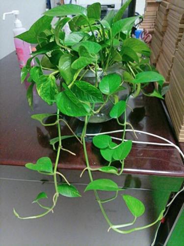 水培植物批发排名前十(高档的水培植物)插图3