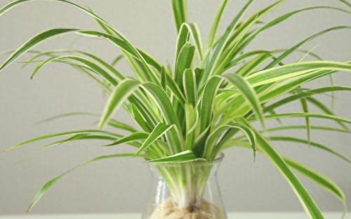 水培植物批发排名前十(高档的水培植物)插图10