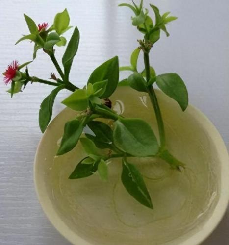 水培植物批发排名前十(高档的水培植物)插图23
