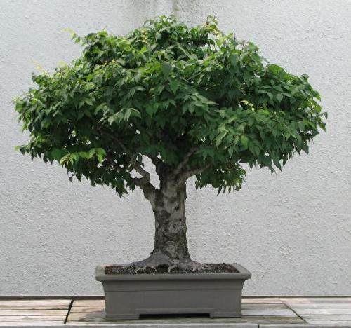 国家植物新品种排名前十(全国植物新品种排名)插图7
