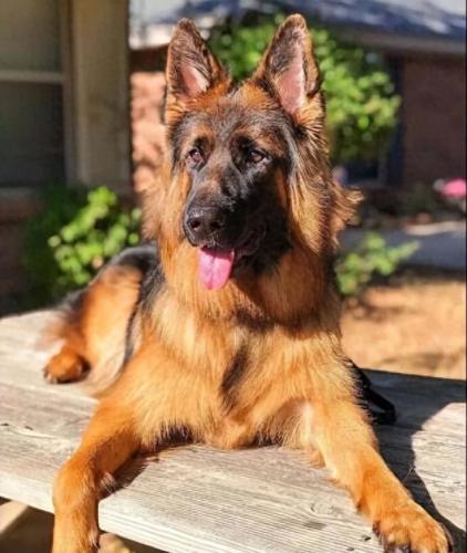 最新世界十大聪明犬排行榜(最聪明的大型犬排行)插图3