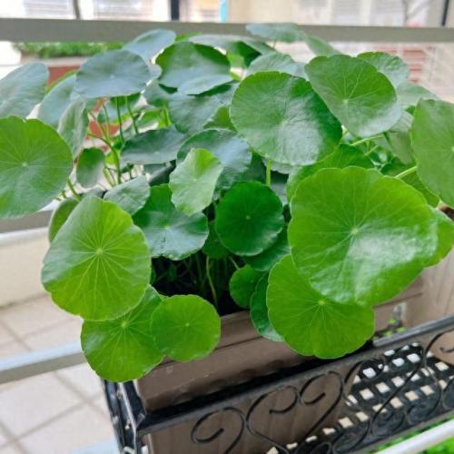 水培植物批发排名前十(高档的水培植物)插图7