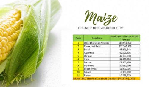 玉米种植面积全球排名前十(玉米品种种植面积排行)插图3