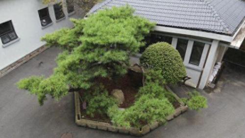 湖北风景树品种排名前十(湖北有名枣树品种)插图7