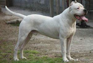 十大最猛的犬种排行榜(最高大的犬种排名)插图20
