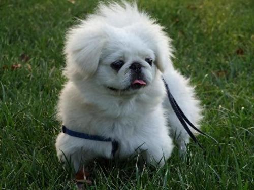 最新世界十大聪明犬排行榜(最聪明的大型犬排行)插图6