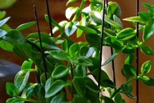 水培植物批发排名前十(高档的水培植物)插图2