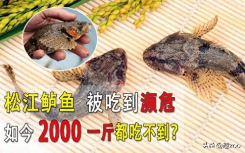 淡水鱼十大排行榜(十大高端淡水鱼)插图6
