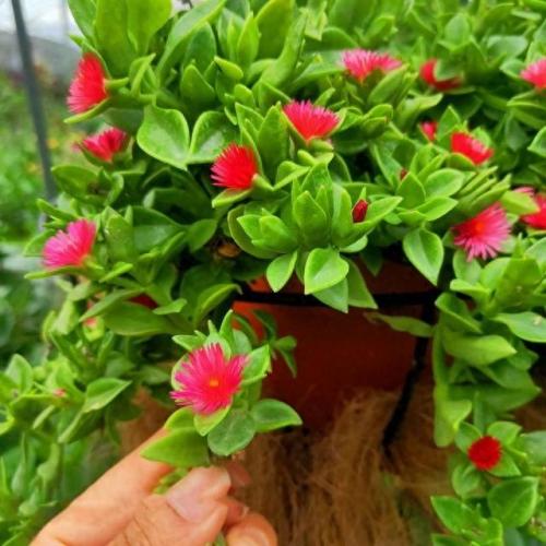 水培植物批发排名前十(高档的水培植物)插图21