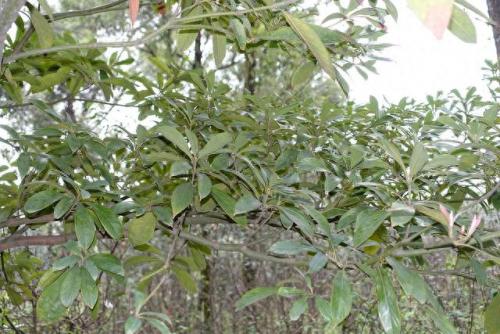 国家植物新品种排名前十(全国植物新品种排名)插图8