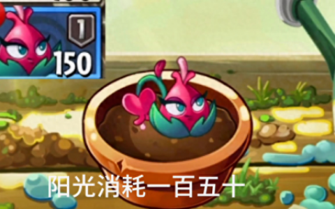 卷心菜投手(卷心菜投手的一生)