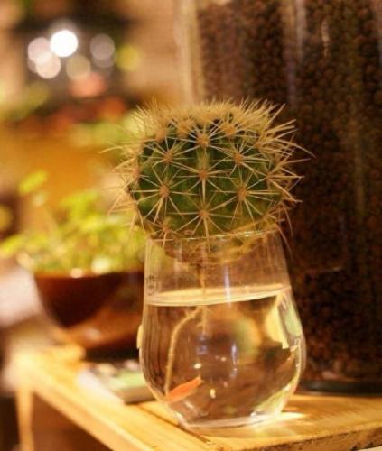 水培植物批发排名前十(高档的水培植物)插图14