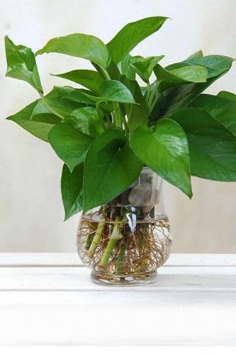 水培植物批发排名前十(高档的水培植物)插图6