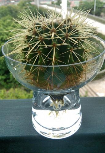 水培植物批发排名前十(高档的水培植物)插图16