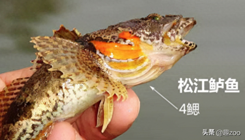 淡水鱼十大排行榜(十大高端淡水鱼)插图7