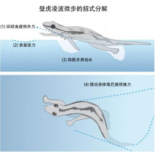凌波微步(凌波微步正确跳法)插图12