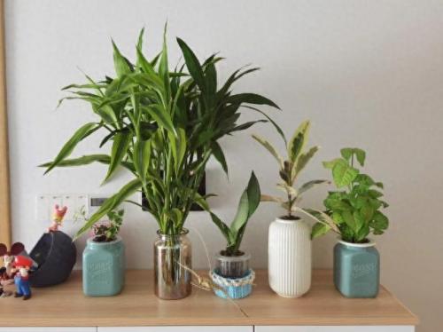 水培植物批发排名前十(高档的水培植物)插图