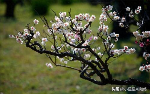 十大古风钢琴曲排行榜(最火的十大钢琴曲)插图4