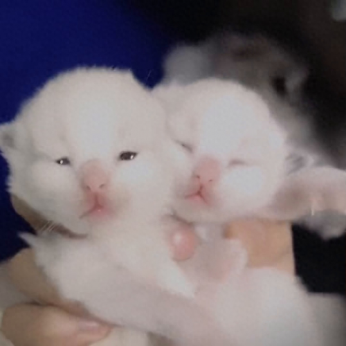世界十大猫妈妈品牌排行榜(母猫十大品牌排行榜)插图5