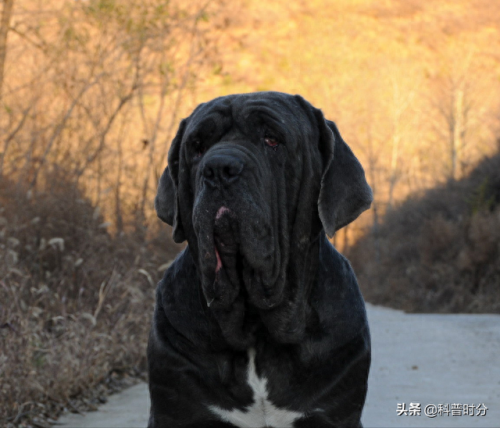 十大最猛的犬种排行榜(最高大的犬种排名)插图10