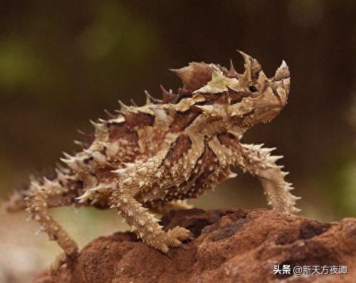 动物界最强的怪兽排名前十(12生肖怪兽排名)插图5