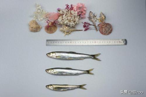 淡水鱼十大排行榜(十大高端淡水鱼)插图8