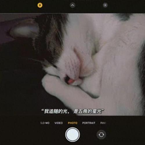 十大猫咪漱口水排行榜(猫咪漱口水排名前十名)插图1
